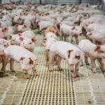 China-processors-create-giant-pig-farm_wrbm_large